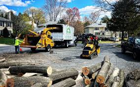 How Our Tree Care Process Works  in  Fife, WA