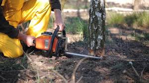 Best Lawn Mowing  in Fife, WA