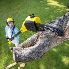Best Stump Grinding and Removal  in Fife, WA