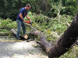 Best Hazardous Tree Removal  in Fife, WA