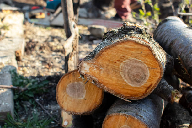 Best Arborist Consultation Services  in Fife, WA