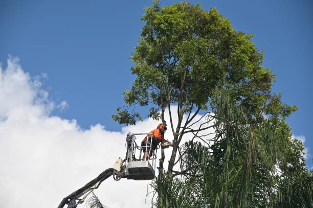 Trusted Fife, WA Tree Care Experts