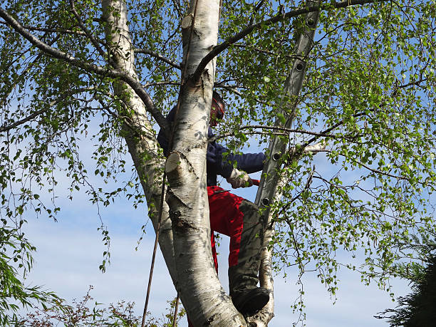 Best Emergency Tree Removal  in Fife, WA