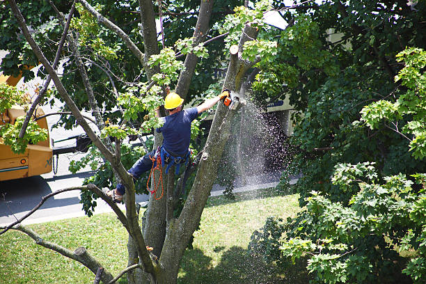  Fife, WA Tree Care Pros