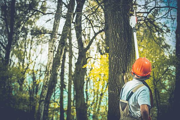 Best Tree Removal  in Fife, WA