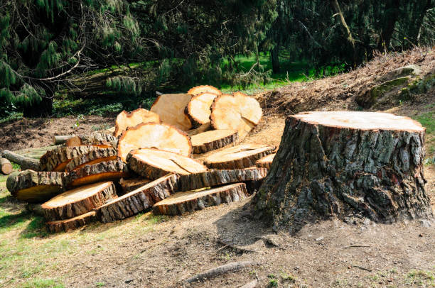 Best Tree Mulching  in Fife, WA